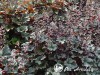 Alūnė ,Dark Secret' (lot. Heuchera)